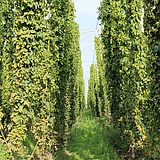 Blick durch zwei Reihen von Hopfenranken in einem kommerziellen Hopfengarten